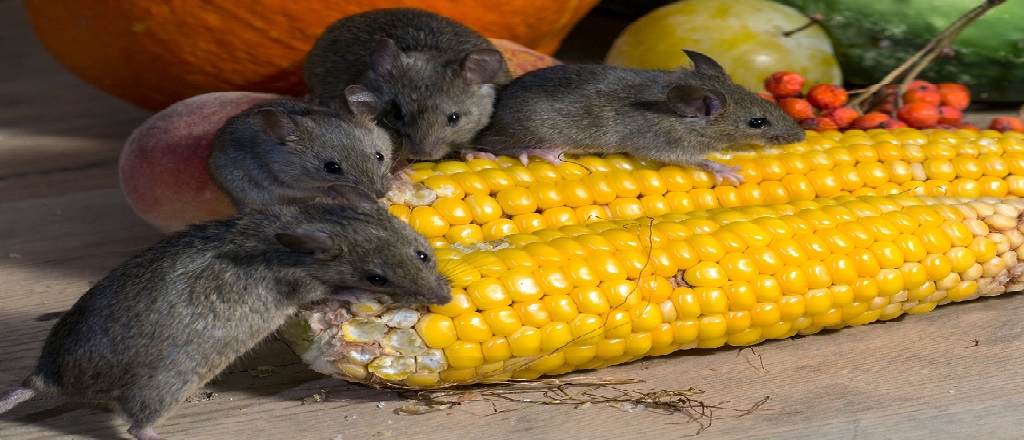 rats