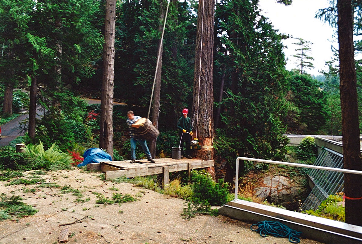 tree removal